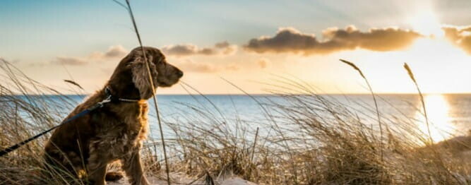 Dog friendly holiday cottages on the Suffolk coast