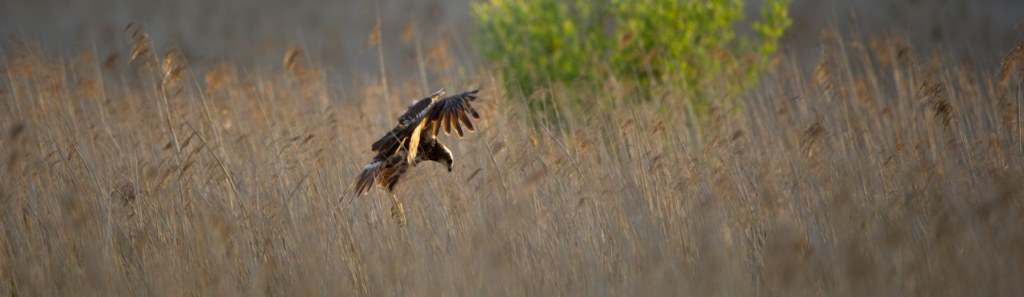 Marsh Harrier at Carlton Marshes Nature Reserve | Luxury holiday homes just 5 mins away
