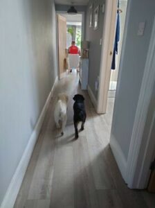 Ernie's Adventures at Avocet | a dog-friendly holiday home near Lowestoft on the Suffolk coast