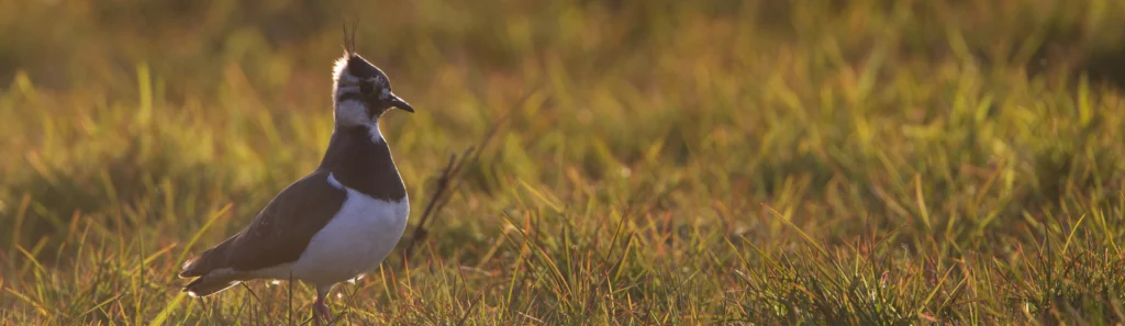 Lapwing at Carlton Marshes Nature Reserve | Luxury dog friendly holiday homes under 10 mins away