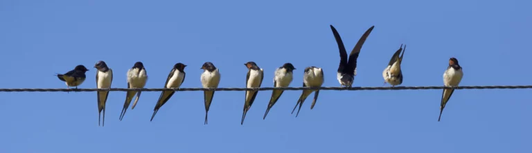 Swallows at Carlton Marshes | Luxury holiday homes just 10 mins away from the reserve