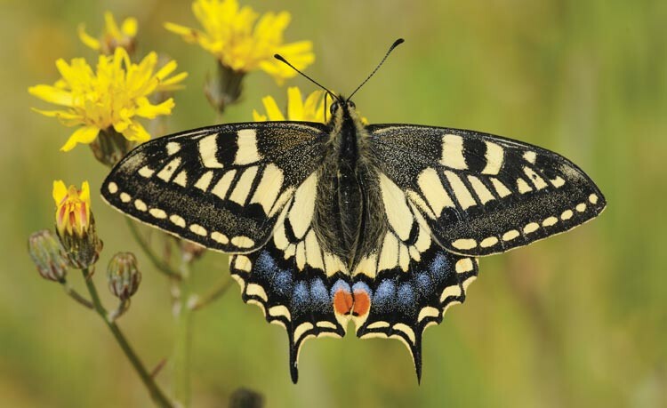 A Swallowtail butterfly | The Norfolk Broads | Britain's Magical Waterland | Explore during your stay on the Suffolk Coast
