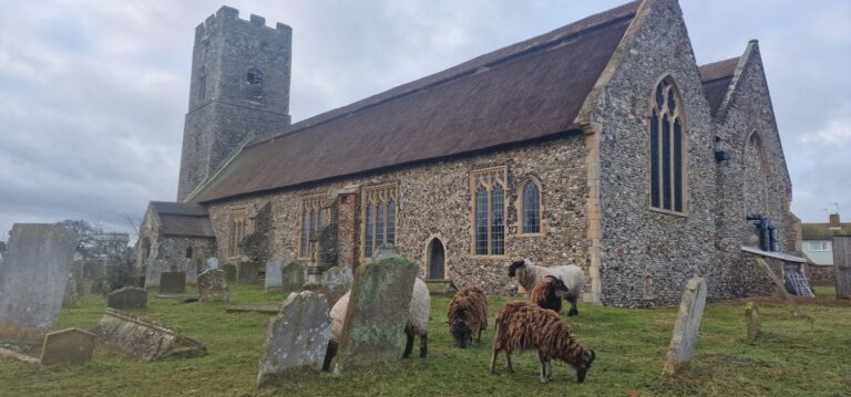 Pakefield church sheep | Suffolk Coast | holiday cottages on the Suffolk coast