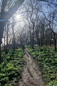 Greyfriars wood trust Dunwich - circular walk by Suffolk Coastal Escapes